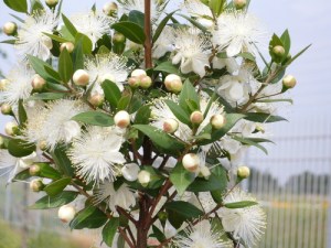 mirto in fiore