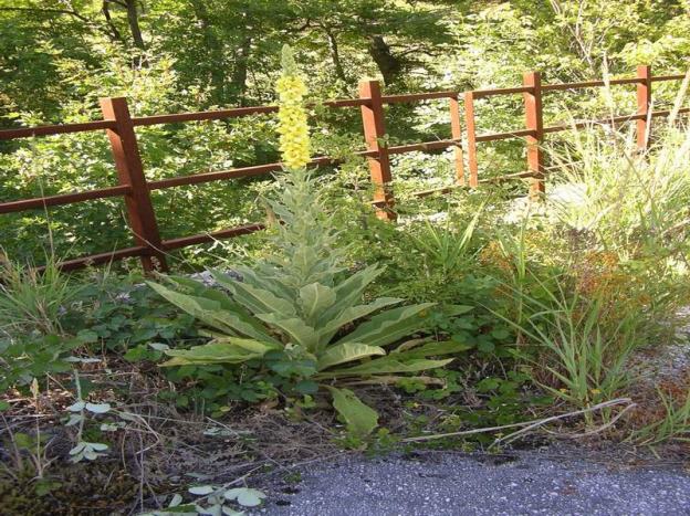 Verbascum thapsus L (1)