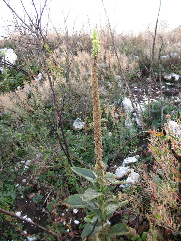 verbascum-thapsus-subsp-thapsus-01