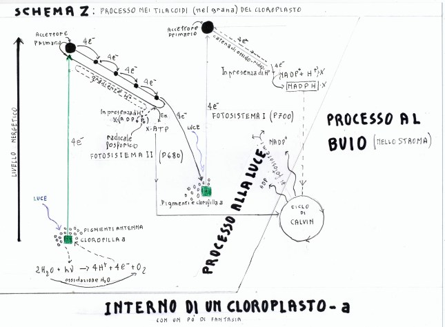 cloroplasto a2