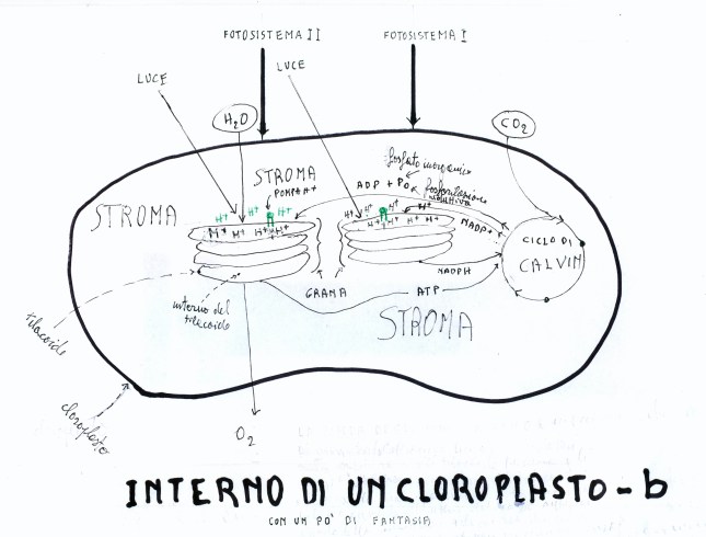 cloroplato b2