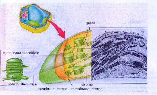 fotosintesi2_plastidi0001