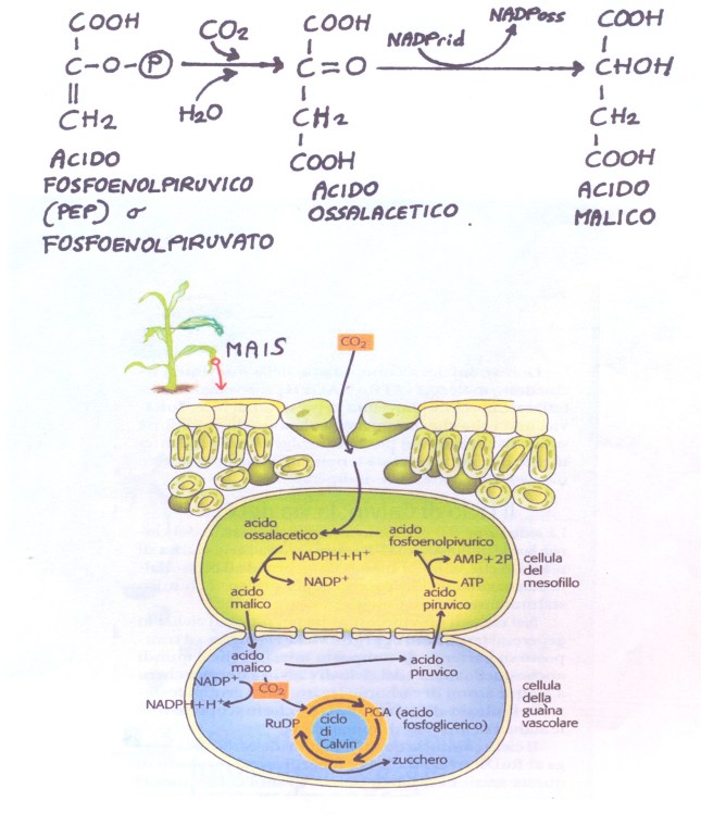 fotosintesi_plastidi10001