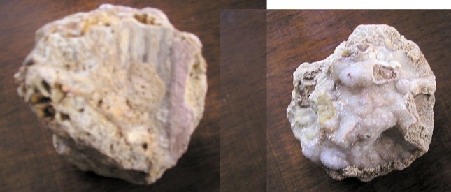 pecten_attac_idrotermale.