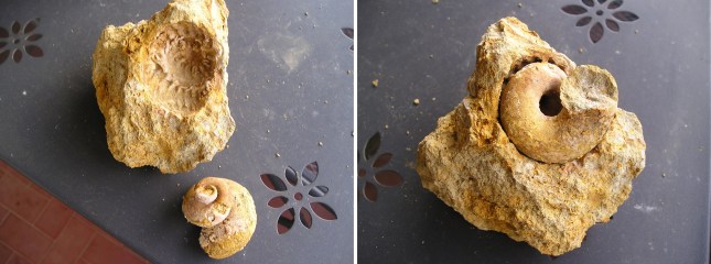 Astrea_unione_calchi