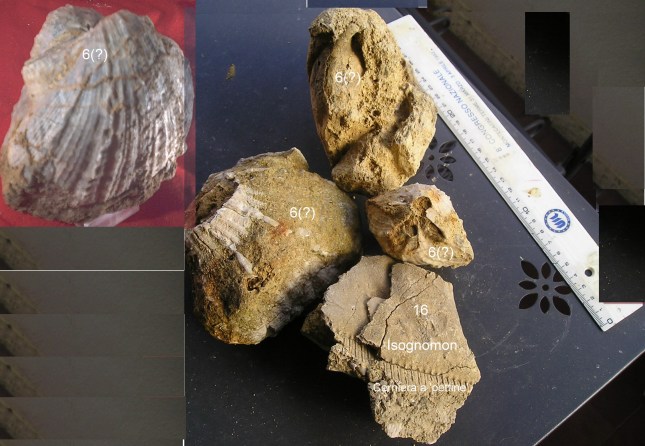 fossilix+framm. isognomon