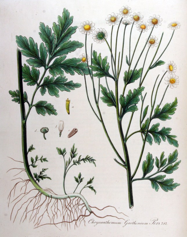 Chrysanthemum_parthenium