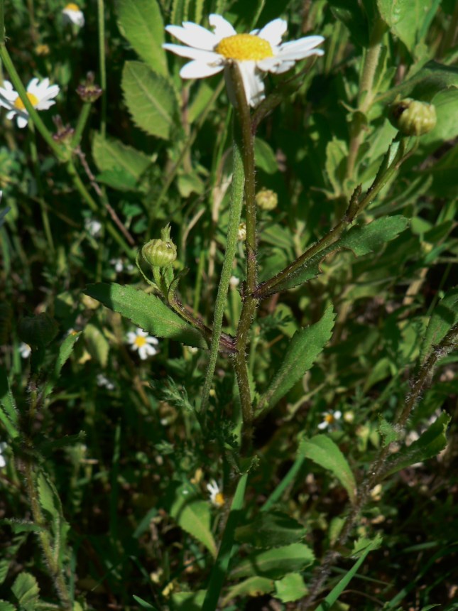 Leucantemum....... (1)