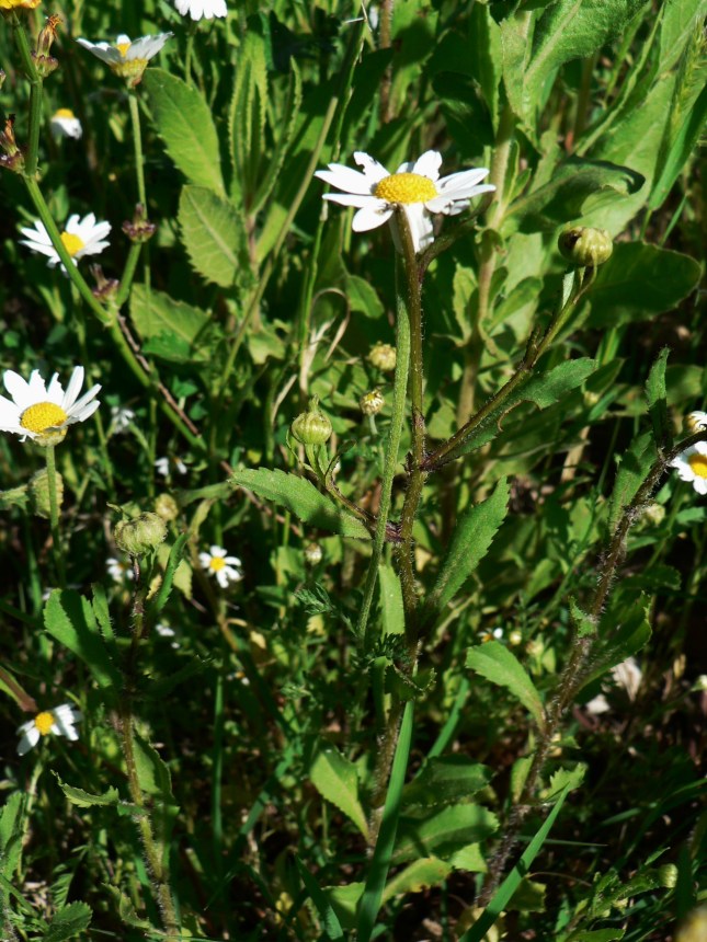 Leucantemum....... (2)