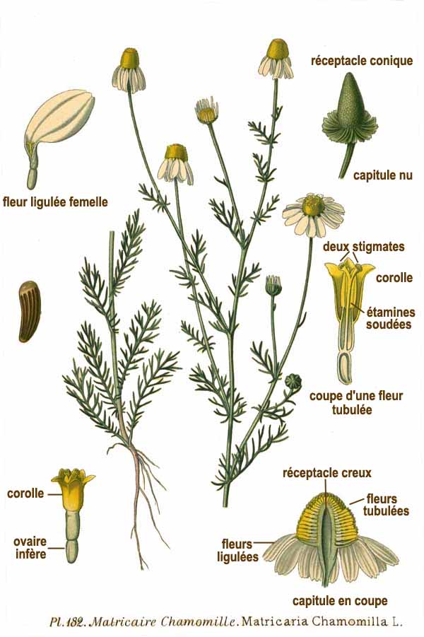 matricaria_chamomilla_scheda_botanica