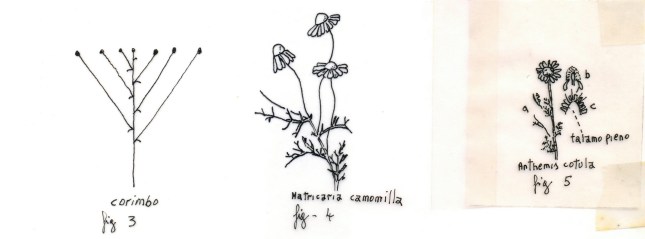 tavola-sinottica_camomille_2