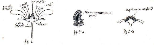 tavola_sinottica_camomille_1