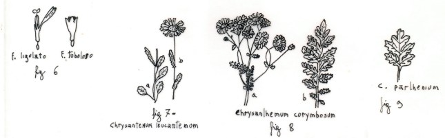 tavola_sinottica_camomille_3