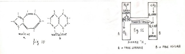 tavola_sinottica_camomille_4
