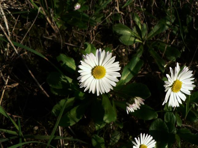 Bellis perennis1