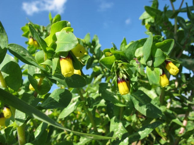Cerinthe major L. Boraginaceae - Erba vaiola - (ok)