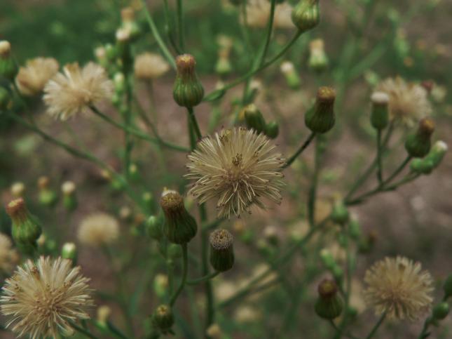 Erigeron bonariensis cime con fiori e pappi