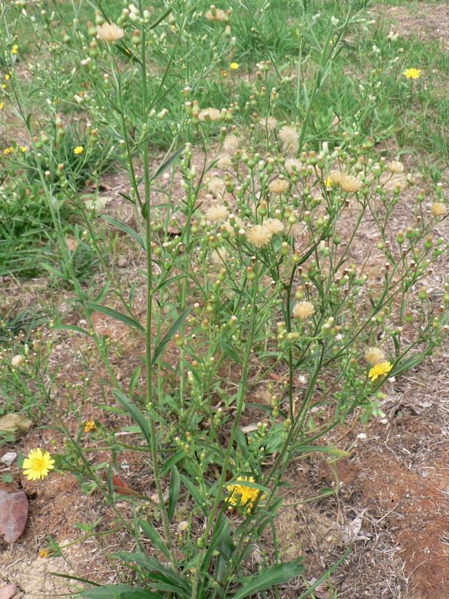 Erigeron bonariensis piantina con pappi