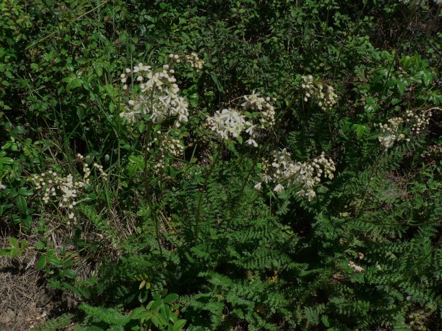 filipendula spirea