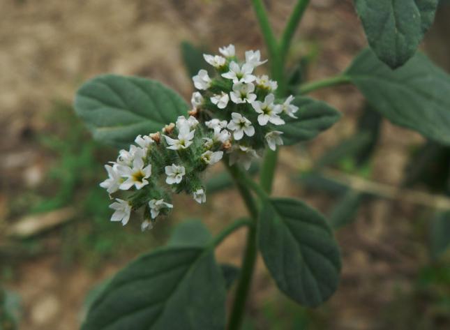 Heliotropium infiorescenza