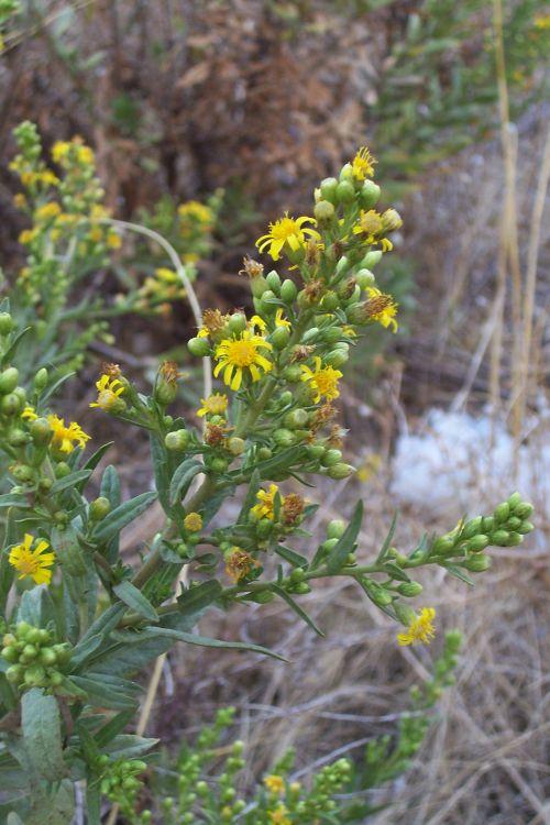 Inula viscosa pannocchia