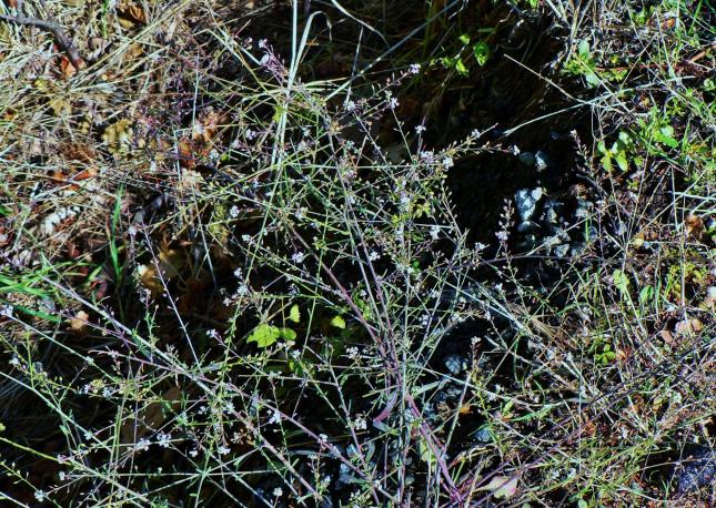 Lepidium graminifolium