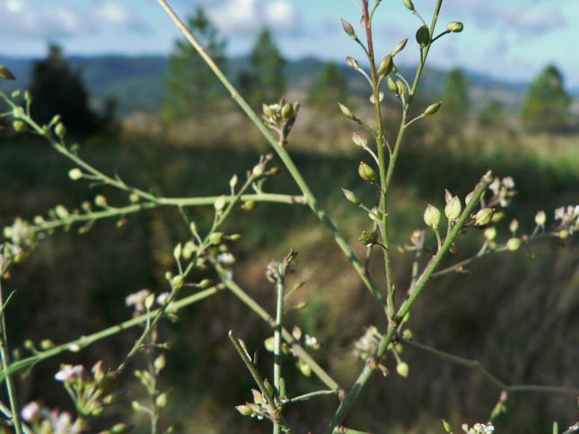 Lepidium graminifolium1