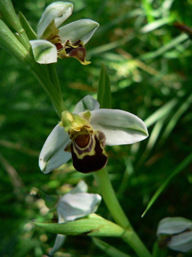 ophrys apifera (1)