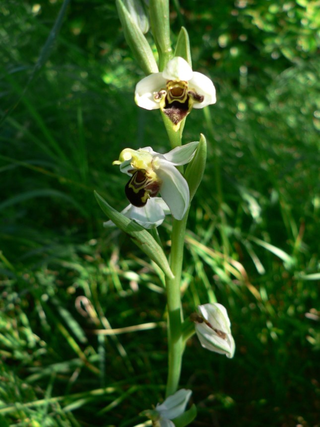 ophrys apifera (2)