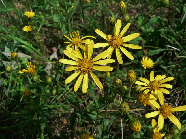 senecio1_fiore