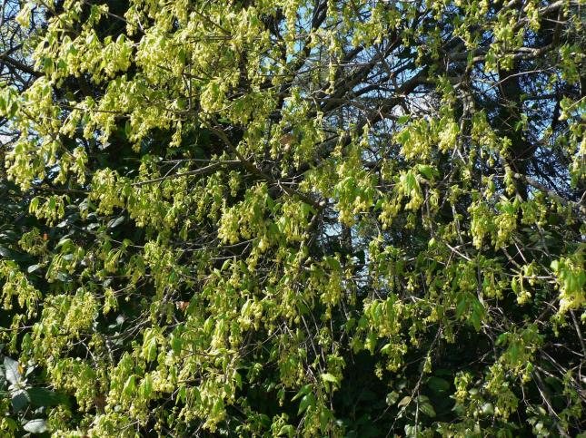 Acer monspessolanum (2)