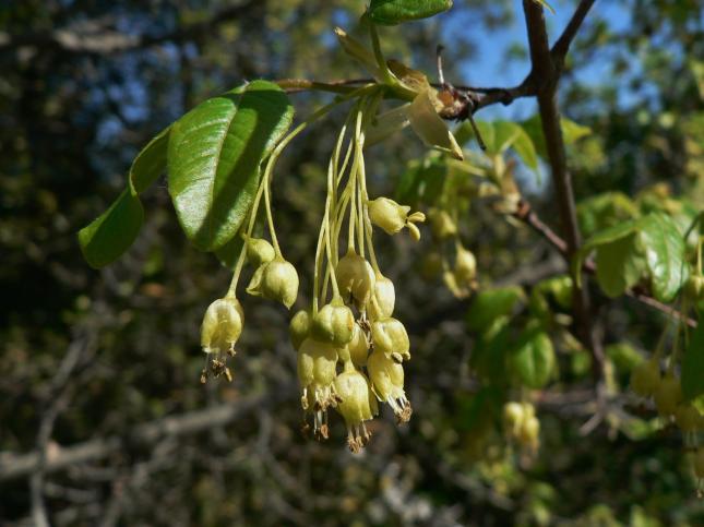 Acer monspessolanum (4)