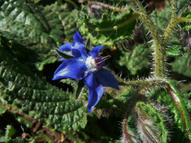 Borago officinalis(1)