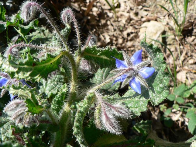 Borago officinalis(2)