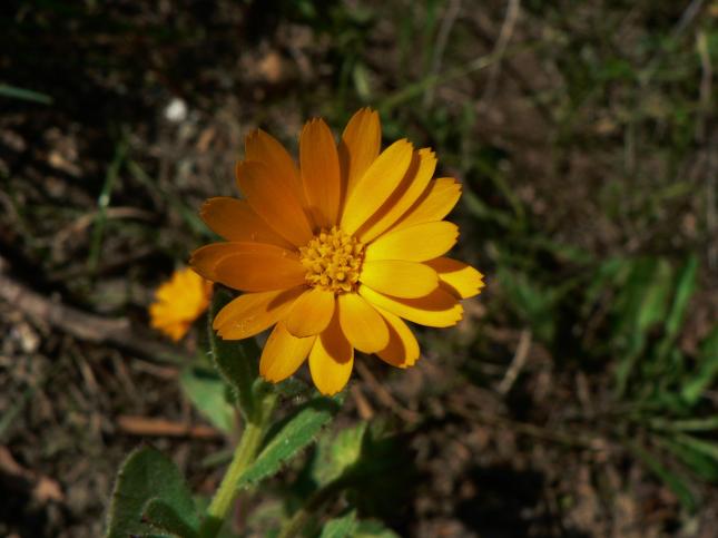 Calendula arvensis(3)