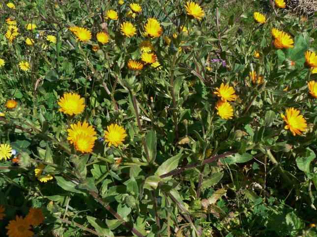 Calendula arvensis(4)