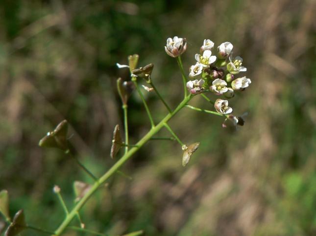 Capsella bursa_pastoris (1)