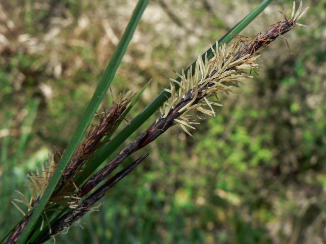 CARICE palustre1