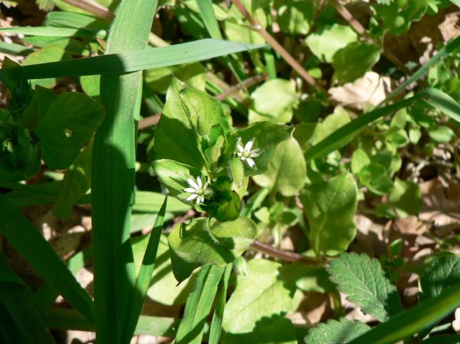 Centocchio comune (2)