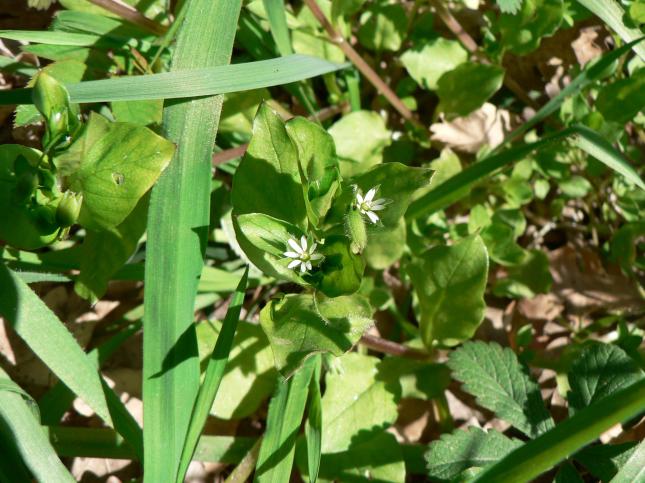 Centocchio comune(1)