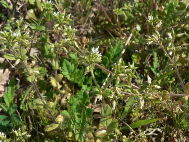 CERASTIUM glomeratum1
