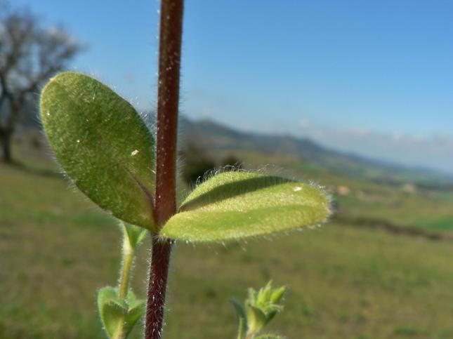 CERASTIUM glomeratum2