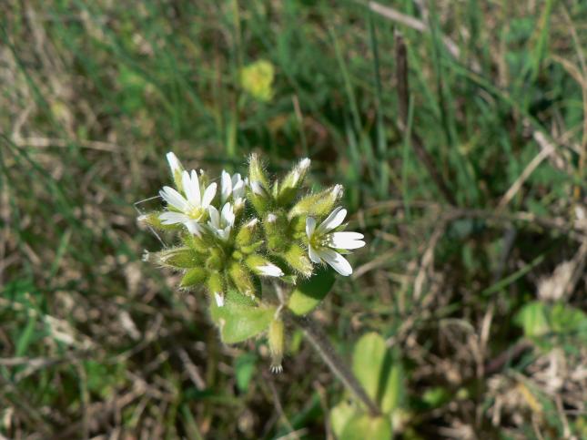 Cerastum glomeratum(2)