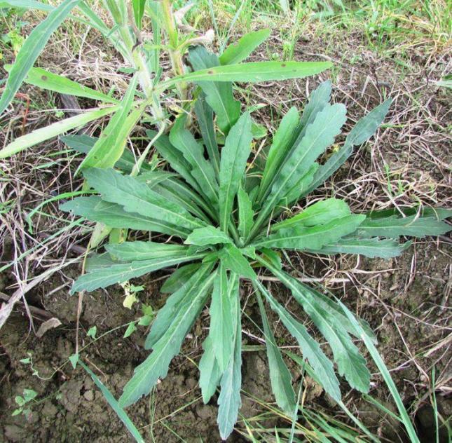 Erigeron_sumatrensis