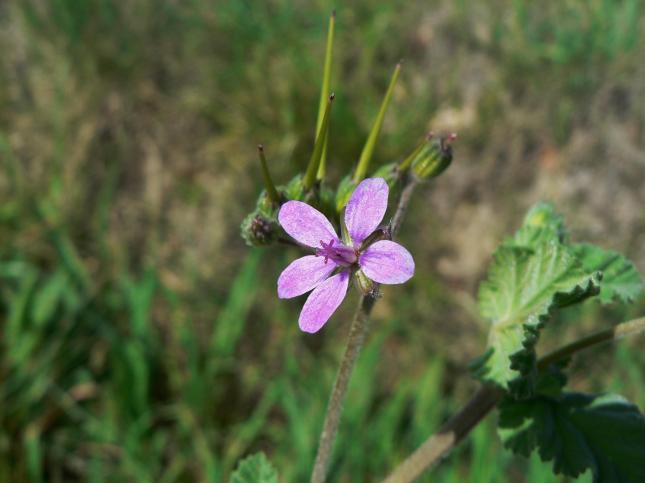 ERODIUM malacoides2