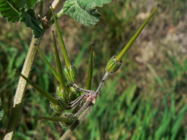 ERODIUM malacoides3