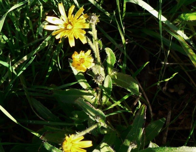 Helminthotheca echioides (1)