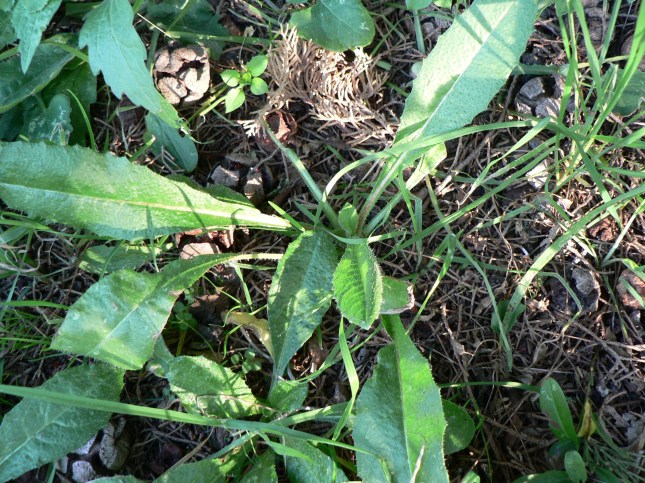 Helminthotheca echioides (2)