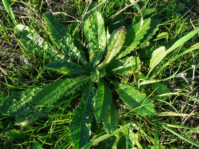 Helminthotheca echioides(3)