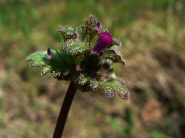 Lamium amplexicaule(2)